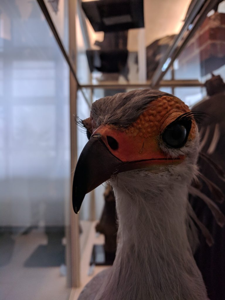 Anna Schewelew: „Homo Mutans, Homo Luminens“ (Senckenberg Museum) - ID ...